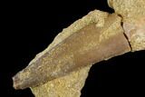Bargain, Fossil Plesiosaur (Zarafasaura) Tooth - Morocco #127450-1